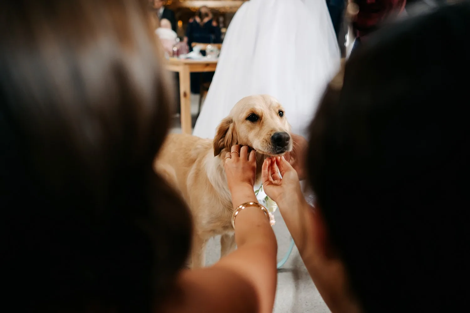 Cardeeth Wedding Pembrokeshire